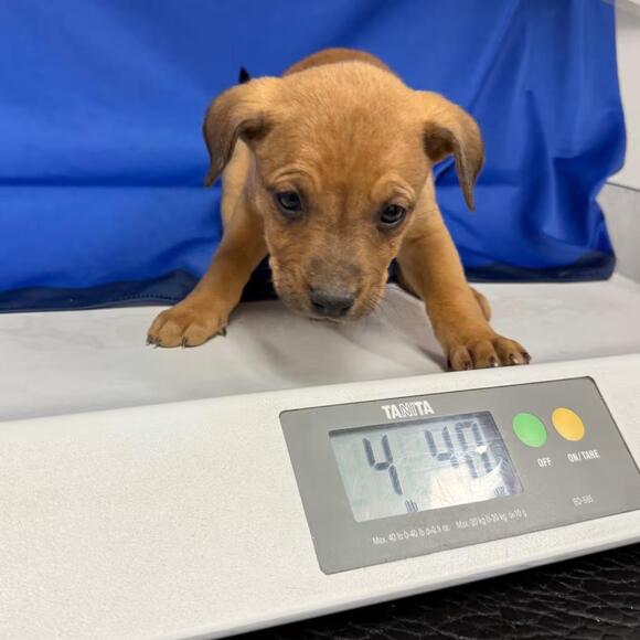 🐶 Playful & Loving Dogs Ready for Adoption in Henderson - NewsBreak