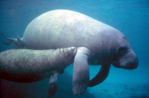 Why Manatees Are Known as “Sea Cows” - NewsBreak