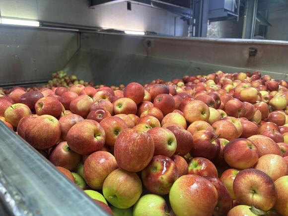 Peeled and pressed, how apple cider is made at Baugher's Farm - NewsBreak