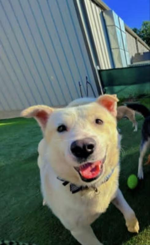🐶 Playful, Gentle & Loyal Dogs Ready for Adoption in Winston-Salem ...