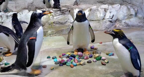 Penguins caught on camera giving sweet gifts to their mates with ‘lucky