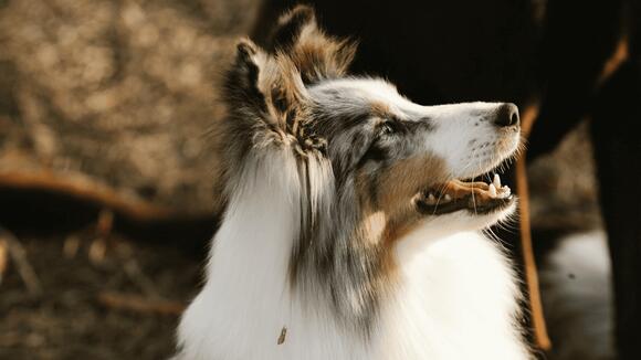 12 Breeds That Will Love You More Than They Love Themselves (And 3 Who ...