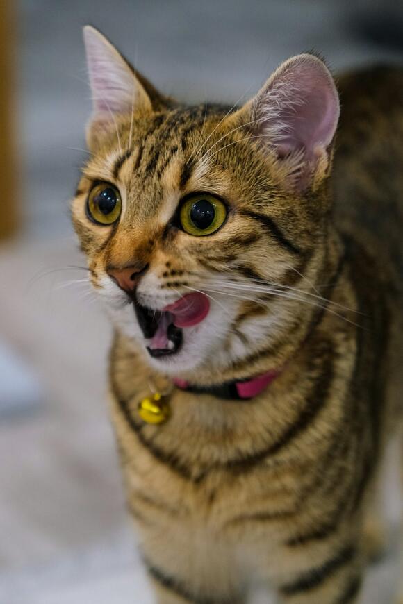 are-cats-the-most-misunderstood-emotional-pets-newsbreak