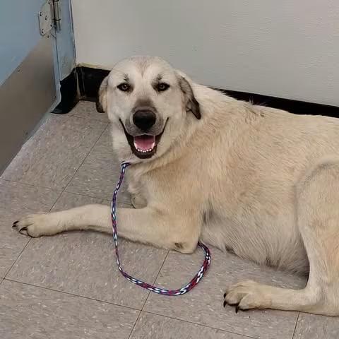 🐶 Gentle, Senior & Young Dogs Waiting for Adoption in Bastrop - NewsBreak