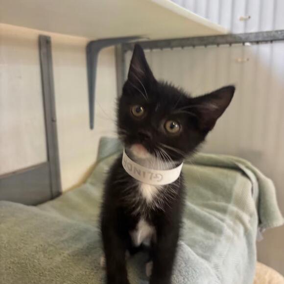 🐱 Sweet Santa Barbara Cats Ready for Adoption and Love - NewsBreak