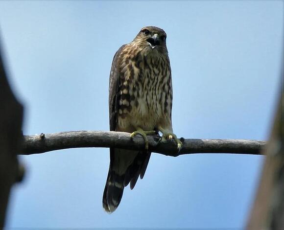 Types of Falcons in Ohio: A Birdwatcher’s Seasonal Guide - NewsBreak