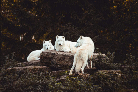 Why Wolves Seldom Attack Humans Despite Their Reputation - NewsBreak