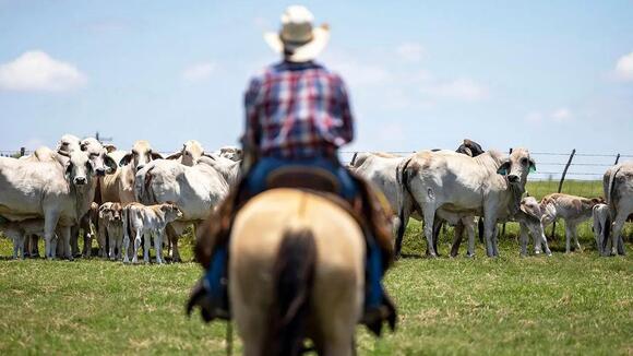 Hunters and ranchers enlisted in battle against spread of flesh-eating parasite