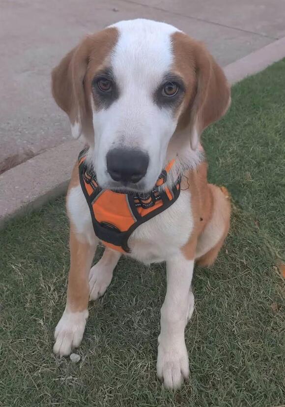 🐶 Playful, Gentle & Loyal Dogs Ready for Adoption in Tulsa - NewsBreak