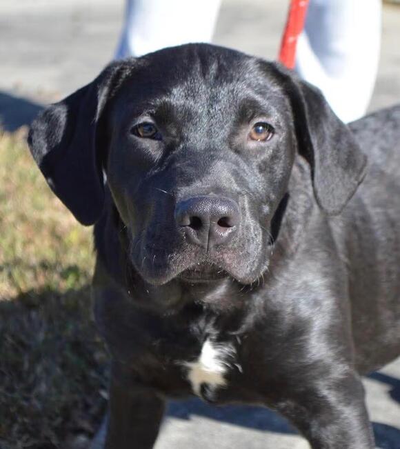 🐶 Playful, Smart & Loving Dogs Ready for Adoption in Enfield, CT ...