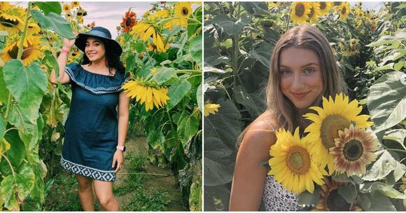 You Can Pick Sunflowers For 1 Each At This Magical Field Near Houston News Break