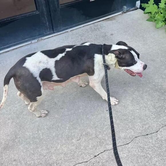 🐶 Playful, Gentle & Loyal Dogs Ready for Adoption in Baltimore - NewsBreak