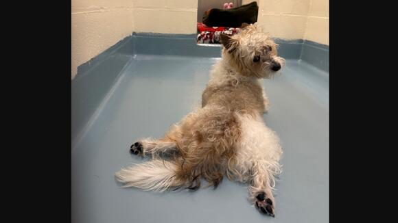 This Unique 11-Month-Old Terrier Needs an Experienced & Loving Forever ...