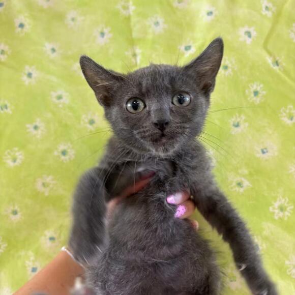 🐱 Sweet Santa Barbara Cats Ready for Adoption and Love - NewsBreak