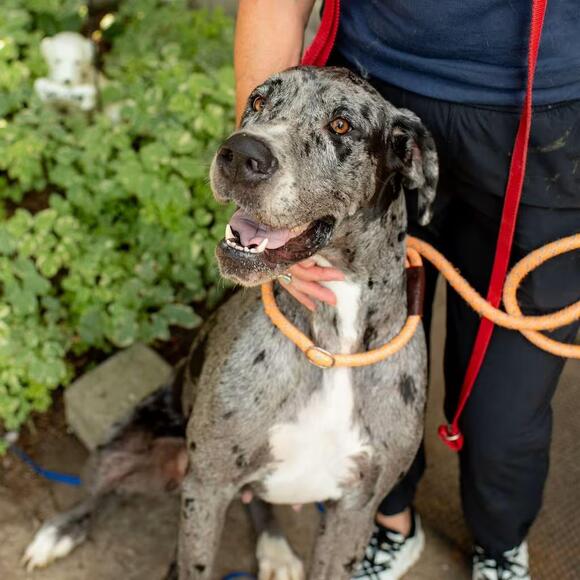 🐶 Gentle, Quirky & Loyal Dogs Ready for Adoption in Chester Springs ...