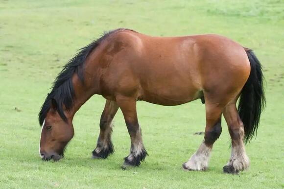 43 Animals With Hooves Found Across the World’s Wild Places - NewsBreak