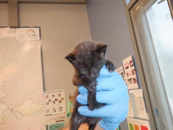 🐱 Playful, Gentle & Curious Cats Ready for Adoption in San Jose - NewsBreak