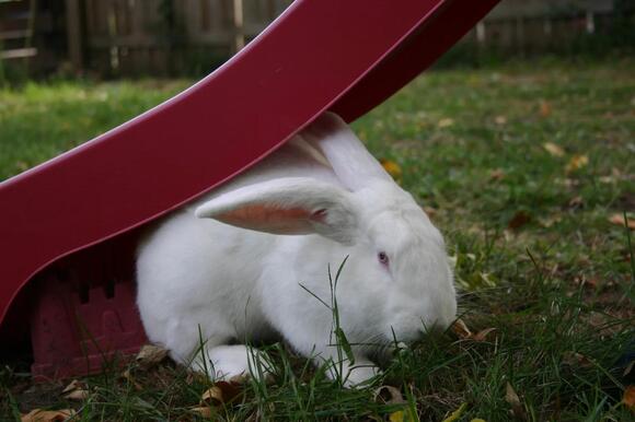 How to Take Care of a Giant Flemish Rabbit - NewsBreak