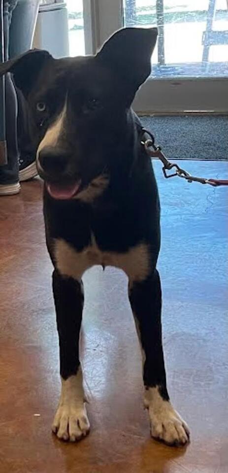 🐶 Playful, Gentle & Loyal Dogs Ready for Adoption in Austin - NewsBreak