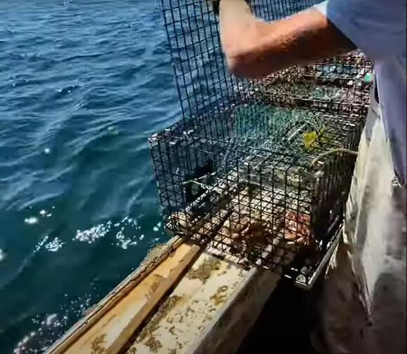Ever See A Maine Lobsterman Give A Lobster A Little ‘Spa Treatment ...