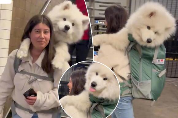 Samoyed backpack clearance