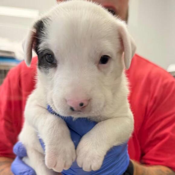 🐶 Playful, Gentle & Loyal Dogs Ready for Adoption in Port Washington ...