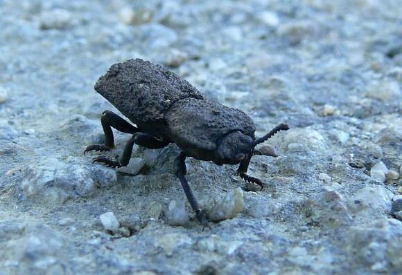 13 Animals That Can Survive Fire - NewsBreak