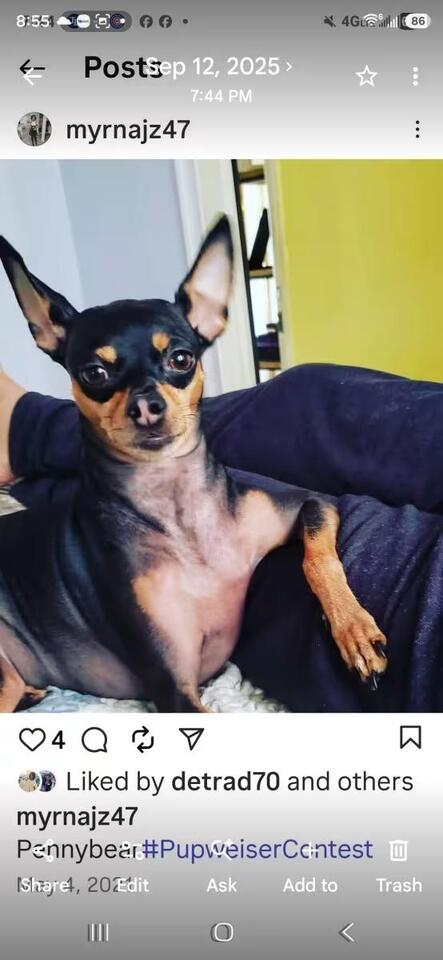 🐶 Gentle, Smart & Loyal Dogs Waiting for Adoption in Sarasota - NewsBreak