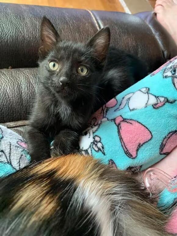 🐱 Playful, Gentle & Curious Cats Ready for Adoption in Diamond Springs ...