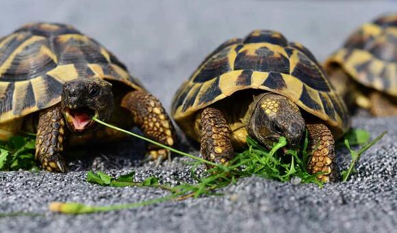 13 Animals That Can Survive Fire - NewsBreak