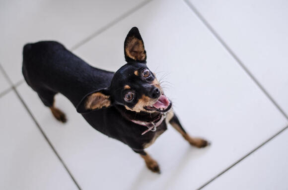 11 Things Dogs Learn to Predict About Their Owners With Almost ...