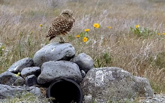 ‘Endangered' listing proposed for WA burrowing owls. Most nest by Tri ...