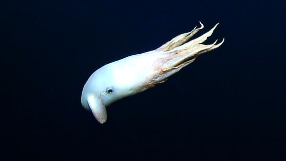 Watch ghostly dumbo octopus swim with its massive 'ears' in rare new ...