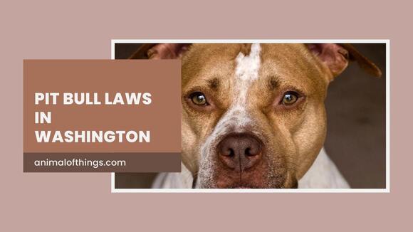 Pit Bull Laws in Washington: Key Regulations, Rights, and ...