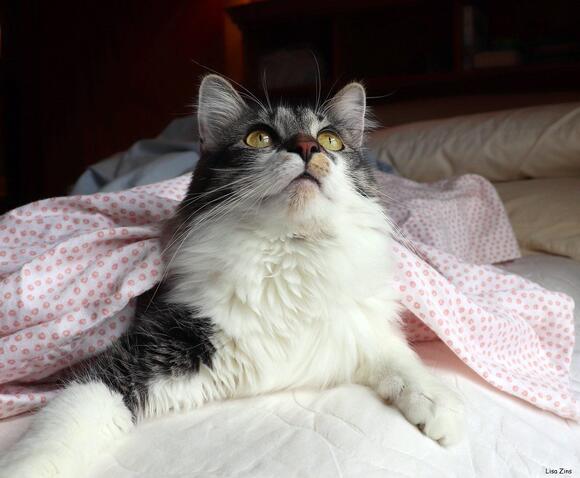 What Your Cat Really Means When They ‘Help’ You With Chores - NewsBreak