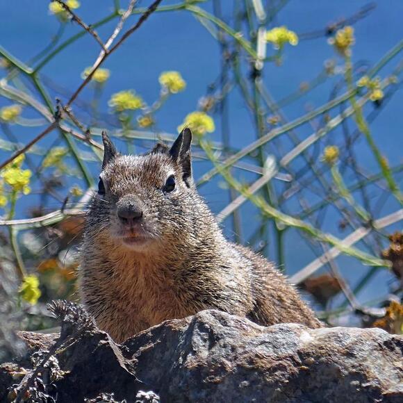 What Do You Call a Group of Squirrels? The Answer Is Always in a Hurry ...