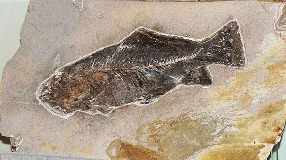 Frozen Fish from the Ice Age Still Has Scales - NewsBreak