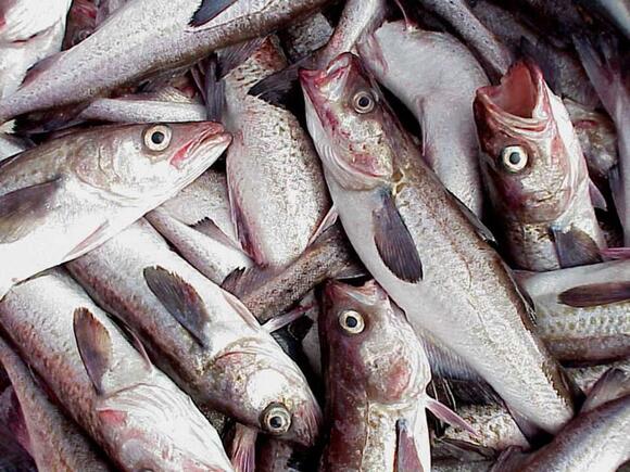 McDonald’s Filet-O-Fish Supply Chain Faces Backlash as Alaska’s Salmon ...