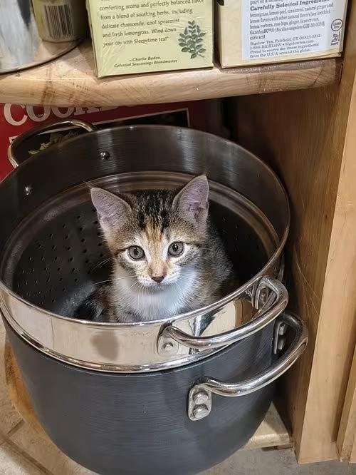 🐱 Playful, Snuggly & Sweet Cats Ready for Adoption in Tampa - NewsBreak