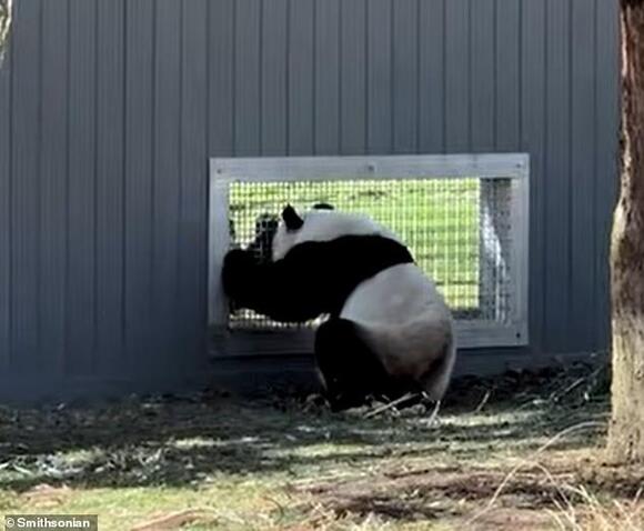 Pandas caught 'flirting' through a window in major milestone for the ...