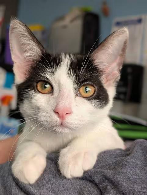 🐱 Sweet Shelter Cats Ready for Adoption in Canfield, Ohio - NewsBreak