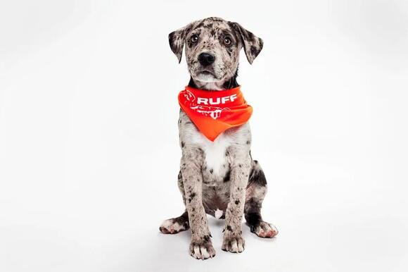 Puppy Bowl XXII: Meet Team Ruff’s and Team Fluff’s representatives from ...