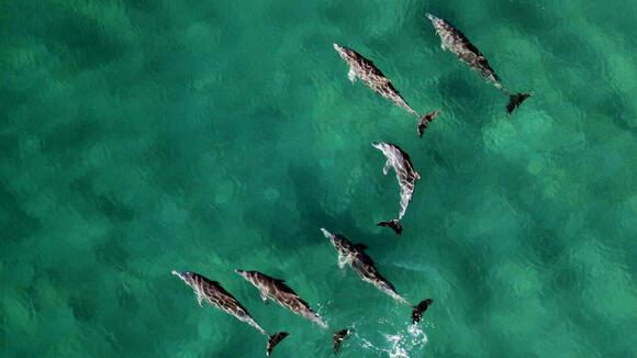 How Dolphins Teach Each Other Hunting Tricks - NewsBreak