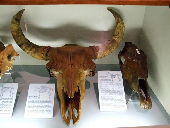 New Ice Age Bison Discovery in Canada - NewsBreak