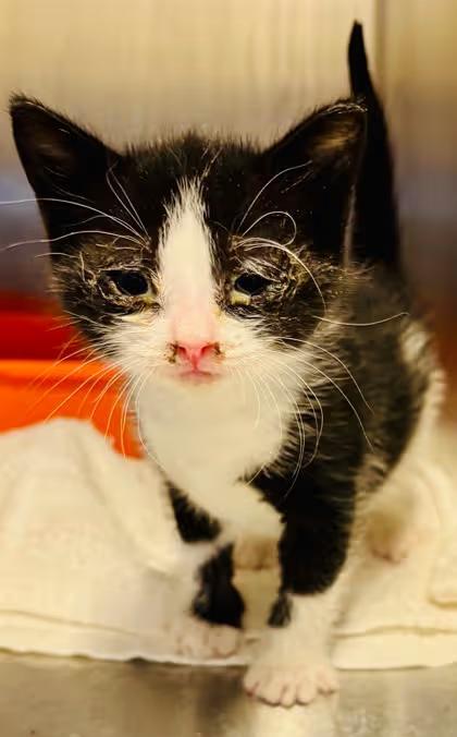 🐱 Sweet Pasco Cats Ready for Adoption at Tri Cities Shelter - NewsBreak