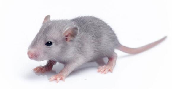 Newborn Squirrel vs Rat: What Are the Differences? - NewsBreak