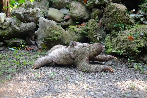 13 Differences Between Two-Toed and Three-Toed Sloths - NewsBreak