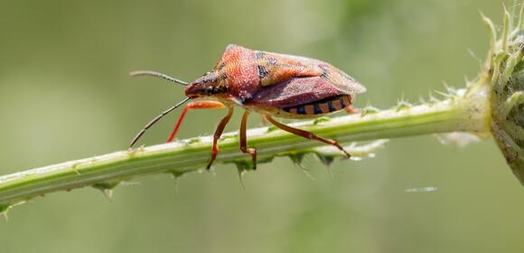 Deadly kissing bug disease has been found in 32 states, including ...