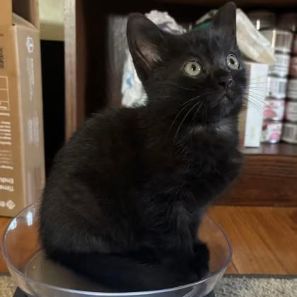 🐱 Friendly Menands Cats at Mohawk Hudson Humane Society - NewsBreak
