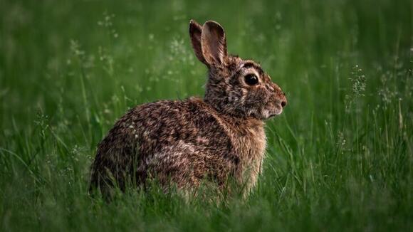 9 Reasons Rabbits Rearrange Blankets and Bedding Even After You Put ...